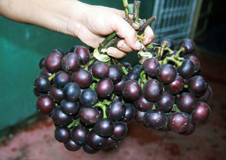 Mature-fruits-of-Amazon-grape