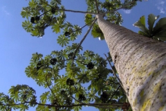 Amazon-grape-Tree