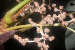Flower-of-Amazon-grape
