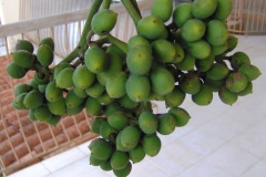 Immature-fruits-of-Amazon-grape