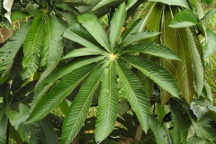 Leaves-of-Amazon-grape