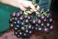 Mature-fruits-of-Amazon-grape