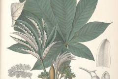 Plant-illustration-of-Amazon-grape