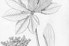 Sketch-of-Amazon-grape