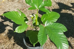 Small-Amazon-grape-plant