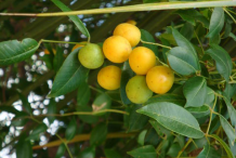 Ambarella-Fruit-on-the--plant