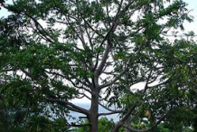 Ambarella-Plant