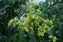 Flower-of-Ambarella