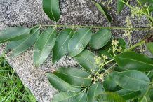 Leaves-of-Ambarella