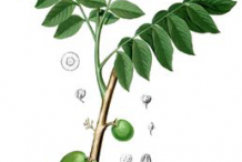 Plant-Illustration-of-Ambarella