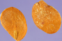 Seeds-of-Ambarella