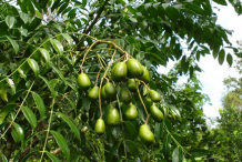 Unripe-Ambarella-fruit