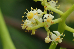 Closer-view-of-Ambarella-Flower