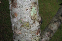 Trunk-of-Ambarella-tree