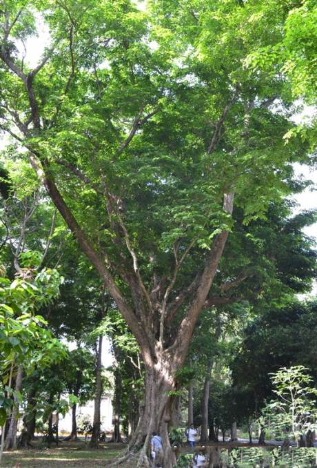 Amboyna-wood-Tree-growing-wild