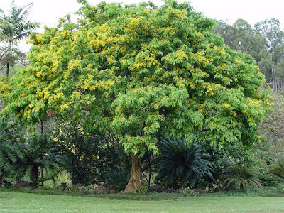 Amboyna-wood-plant