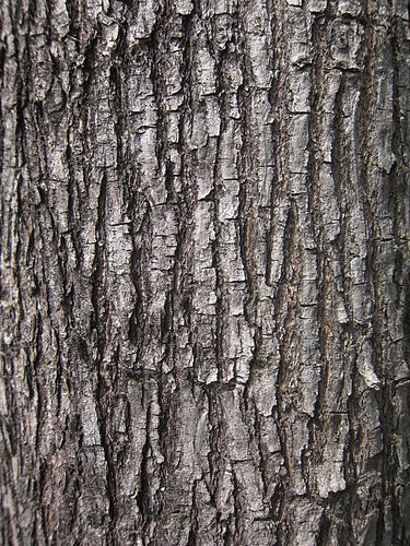 Bark-of-Amboyna-wood