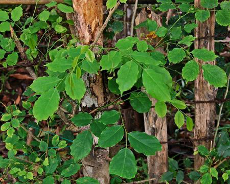 Leaves-of-Amboyna-wood