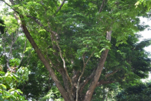 Amboyna-wood-Tree-growing-wild