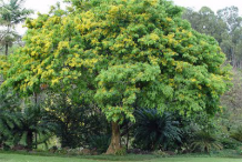 Amboyna-wood-plant