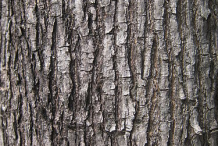 Bark-of-Amboyna-wood
