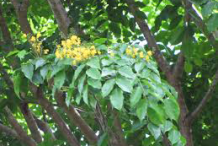 Branches-of-Amboyna-plant