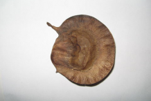 Dried-fruit-of-Amboyna-wood