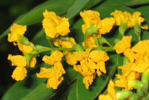 Flower-of-Amboyna-wood