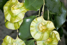 Fruit-of-Amboyna-wood