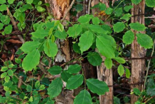 Leaves-of-Amboyna-wood