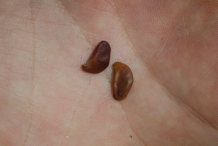 Seeds-of-Amboyna-wood