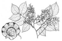 Sketch-of-the-Amboyna-wood-plant