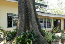 Trunk-of-Amboyna-wood