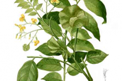 Plant-Illustration-of-Amboyna-wood