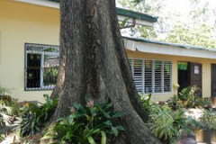 Trunk-of-Amboyna-wood