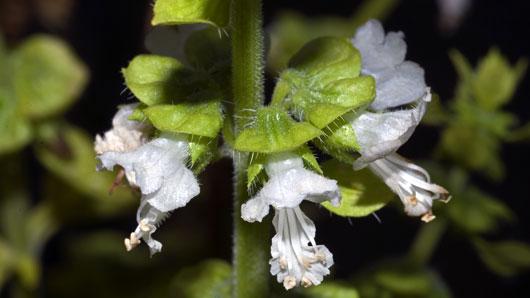 Closer-view-of-flowers-of-American-Basil