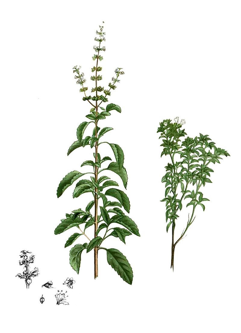 Plant-Illustration-of-American-Basil