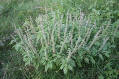 American-Basil-growing-wild