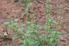 American-Basil-plant