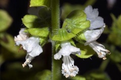 Closer-view-of-flowers-of-American-Basil