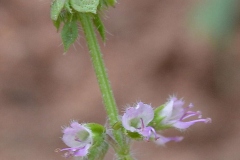 Flowers-of-American-Basil