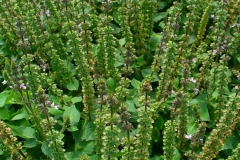 Immature-fruits-of-American-Basil