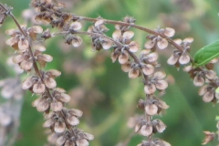 Matured-fruits-of-American-Basil