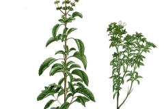 Plant-Illustration-of-American-Basil