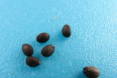 Seeds-of-American-Basil