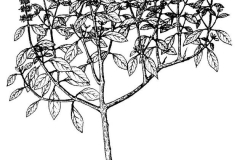 Sketch-of-American-Basil