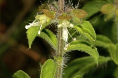 Stem-of-American-Basil