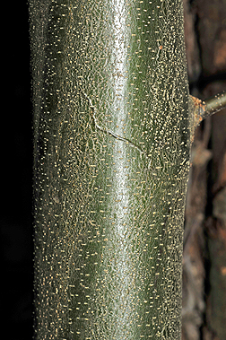 Bark-of-young-American-Chestnut