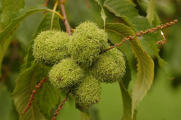 Developing-fruits-of-American-Chestnut