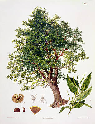 Plant-Illustration-of-American-Chestnut